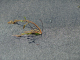 DSC00676