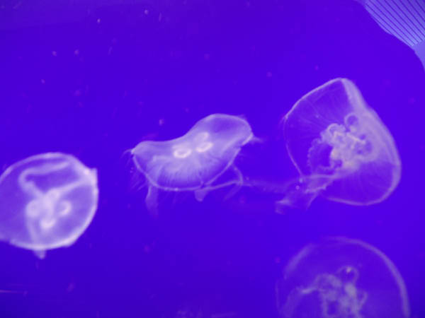 DSC04966
